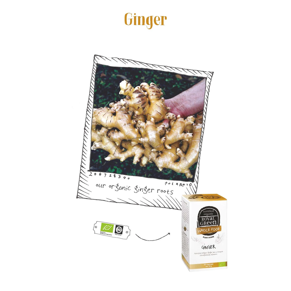 Ginger Bio